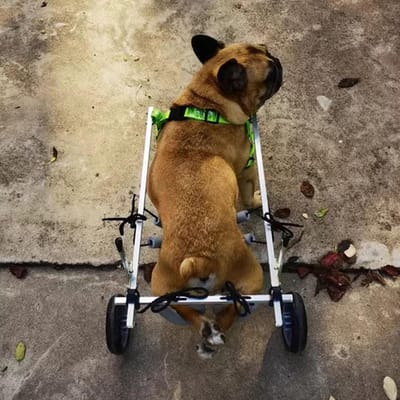 Hondenrolstoel Mobiliteitshulp - Dierenrolstoel Wandelhulp - Huisdier Revalidatie - Verstelbaar Aluminium Frame - Maat S - Zwart