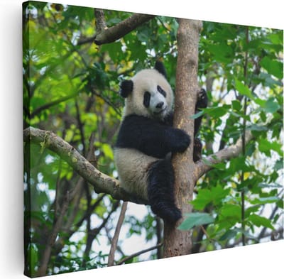 Artaza Canvas Schilderij Panda In Boom - 40x30 cm - Klein - Wanddecoratie Bos - Muurdecoratie Dieren - Kamer Accessoires Woonkamer