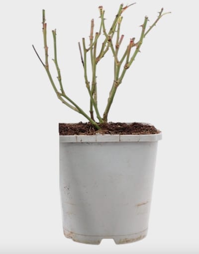 Rosa (PA) 'Evy' ® - Roos | 10-15 cm in pot