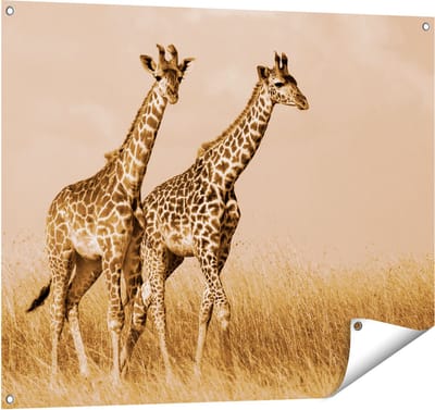 Gards Tuinposter Twee Giraffes in het Veld - 100x80 cm - Tuindoek - Tuindecoratie - Wanddecoratie buiten - Tuinschilderij