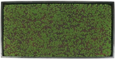 Muurschildering mos in een groene lijst 60x30cm Wanddecoratie gemaakt