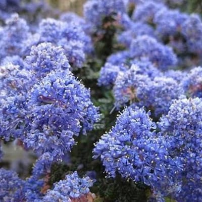 Sierstruik Blauwe Bloei - Wintergroene struik - Tuin Decoratie - Zeewind tolerant - 30-40 cm - Blauw