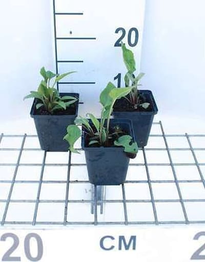 6x Zonnehoed - Echinacea purp. Rubinstern' | 9x9 cm pot