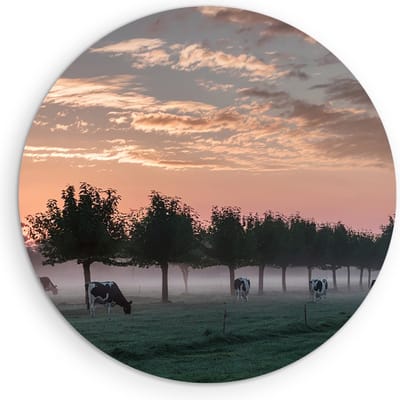 Saammp Muurcirkel Hout - Koeien met mooie lucht - Natuur - nederland - Ø 90 - Wandcirkel - Wanddecoratie Cirkel - Muurdecoratie Woonkamer - Slaapkamer decoratie - Rond Schilderij