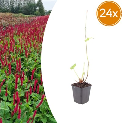 Tuinplantenshop.com | Persicaria a. 'Blackfield' | 24 stuks - Ø9cm - 10-25cm hoog - Tuinplant