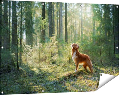 Gards Tuinposter Retriever Hond in het Bos met Zon - 120x80 cm - Tuindoek - Tuindecoratie - Wanddecoratie buiten - Tuinschilderij