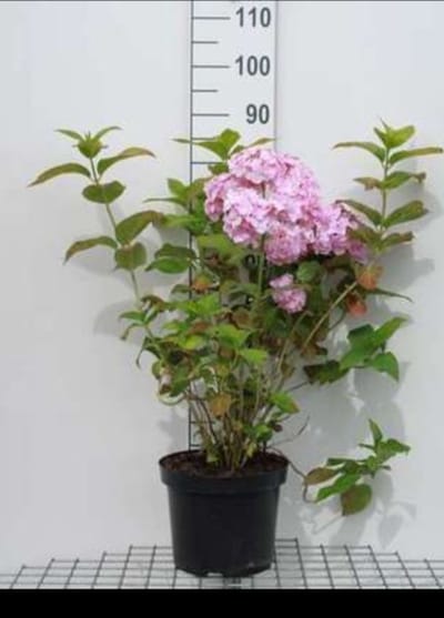 Hydrangea macr. roze/rose - Hortensia 40- 60 cm in pot