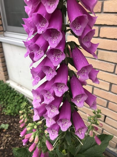 6x Vingerhoedskruid - Digitalis purpurea | 9x9 cm pot