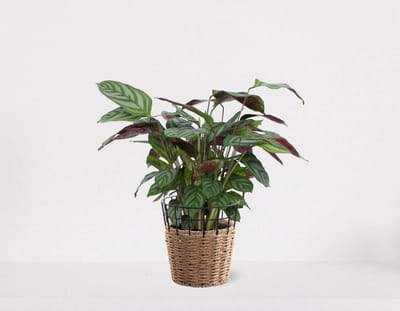 Calathea Compactstar in siermand May Naturel – groene kamerplant – luchtzuiverende calathea - 35-50cm - Ø13 – geleverd met plantenpot – vers uit de kwekerij