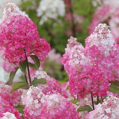 Hydrangea paniculata 'Framboisine'® 30-40cm - Pluimhortensia, opvallende roze bloemen en lange bloei