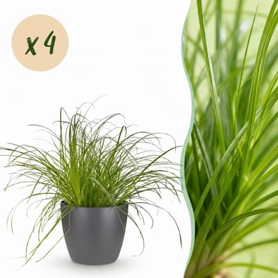 Plantenboetiek.nl | Cyperus alternifolius Zumula - Kattengras - Huisdiervriendelijke Plant - Groen - 4 Planten - met Potter Grijs - Ø12cm - 20cm hoog - Kamerplant - Arrangement - Plant met pot