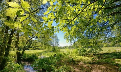 Fotobehang Quadenoordse beek met uitzicht op de weilanden 250 x 260 cm - € 175,--