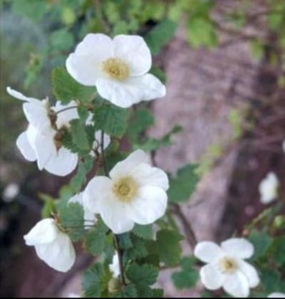 2 x Rubus hybr. 'Benenden' - Sierbraam, Braam 30- 40 cm in pot