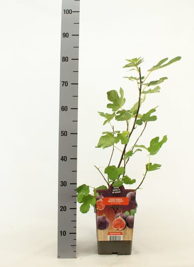 Vijgenboom - Ficus carica 'Brown Turkey' - hoogte 70 cm