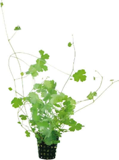 Moerings Hydrocotyle Tripartita | Japanse waternavel | In 5 cm pot P5 Pot