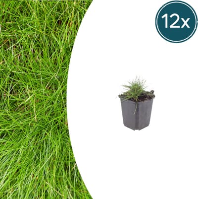 Tuinplantenshop.com | Festuca gautieri | 12 stuks - Ø9cm - 10-25cm hoog - Tuinplant