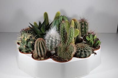 Succulux Cactussen Mix - 19 Cactussen Ø 5,5 cm Pot - Mini Kamerplanten - Bruiloft Decoratie