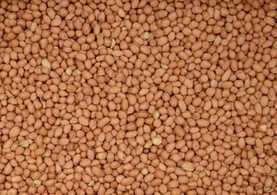 Wielink Pinda’s gepeld voor duiven 25KG