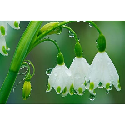 Peinture Diamant Mosaïque 5D DIY  Fleur Blanche  Broderie Diamant Point de Croix Décoration de Maison 20X30CM green
