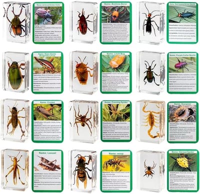 Hars Insecten - Echte Specimens - Educatief Decor - 20 Verschillende Stukken - 3.3 x 2.8 cm - Transparant