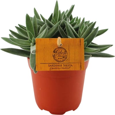 Plantenboetiek.nl | Crassula Tenelli - Ø10,5cm - 15cm hoog - Kamerplant - Groenblijvend - Cactus & Vetplanten