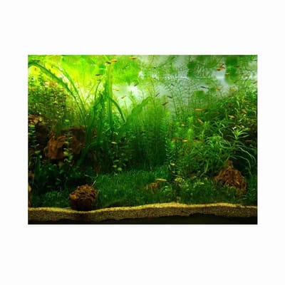 Dailygoods- Aquariumachtergrond 61 x 41 cm - Duurzaam - Zelfklevend - Verblindingbestendig - Lichtbestendig - Organisch ontwerp - Aquariumdecoratie