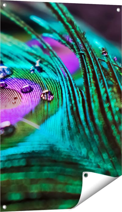 Gards Tuinposter Kleurrijke Pauw Veer met Waterdruppels - 60x90 cm - Tuindoek - Tuindecoratie - Wanddecoratie buiten - Tuinschilderij