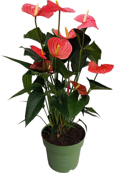 Plant in a Box - Flamingoplant - Anthurium 'Maine Pink' - Hoogte 55-70cm - Pot 17cm - Bloeiende kamerplant - Roze