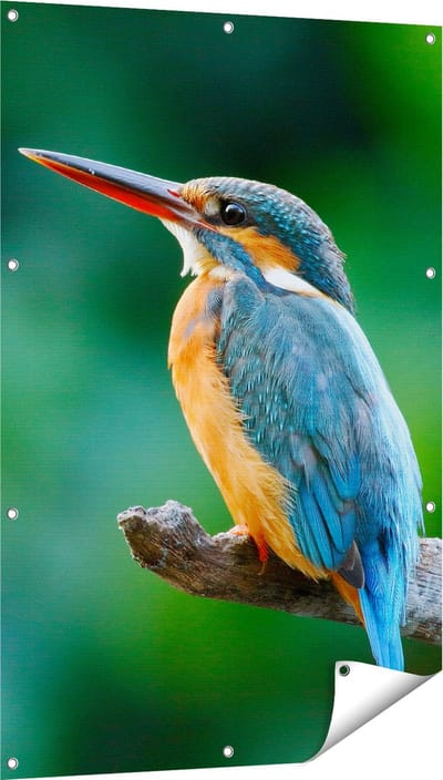 Gards Tuinposter Blauw Oranje IJsvogel op een Tak - 80x120 cm - Tuindoek - Tuindecoratie - Wanddecoratie buiten - Tuinschilderij