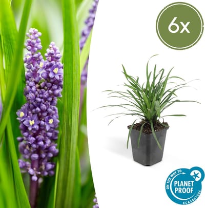 Tuinplantenshop.com | Liriope muscari 'Big Blue' | 6 stuks - Ø9cm - 10-25cm hoog - Tuinplant - Multideal