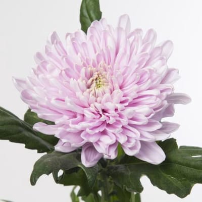 10x Chrysant rossano 70cm