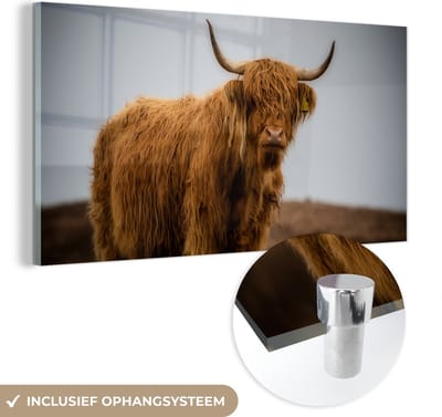 MuchoWow® Glasschilderij 40x20 cm - Schilderij acrylglas - Schotse Hooglander - Duin - Gras - Foto op glas - Schilderijen