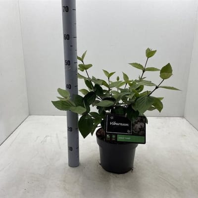 Plants Online BV - Planten - Tuinplanten - Heesters - Set van 1 - Viburnum carlesii 'Juddii'