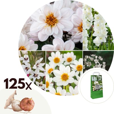 Plant in a Box - Bulb Garden White - Bollenmix - 125 stuks - Mix van verschillende bollen - Dahlia's, Gladiolen, Freesia, Oxalis - Plant uw zomertuin in het voorjaar!