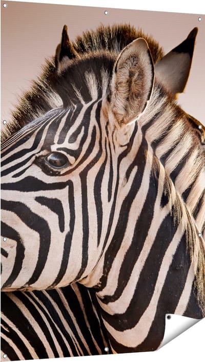 Gards Tuinposter Twee Knuffelende Zebra's - 100x150 cm - Tuindoek - Tuindecoratie - Wanddecoratie buiten - Tuinschilderij