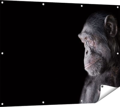 Gards Tuinposter Chimpansee Aap op Zwart Achtergrond - 120x90 cm - Tuindoek - Tuindecoratie - Wanddecoratie buiten - Tuinschilderij