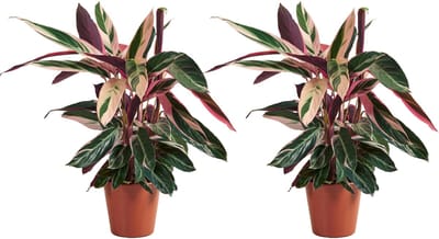 Bloomique - Set van 2 - Calathea Triostar - Pauwenplant - Kamerplanten - Luchtzuiverend - Diervriendelijk - Hoogte 40-60 cm - Pot 19 cm