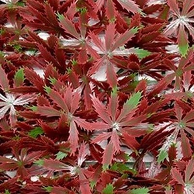 Kunstplanten mat 50x50 cm esdoorn rood Buitengewoon de Boet