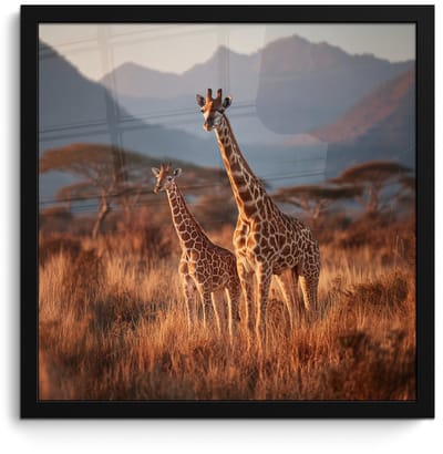 Poster in lijst - Fotolijst 40x40 cm - Posters - Giraffen - Hoog gras - Acaciabomen - Posterlijst zwart - Decoratie - Wanddecoratie woonkamer - Muurdecoratie slaapkamer