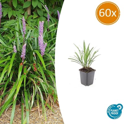 Tuinplantenshop.com | Liriope muscari 'Ingwersen' | 60 stuks - Ø9cm - 10-25cm hoog - Tuinplant
