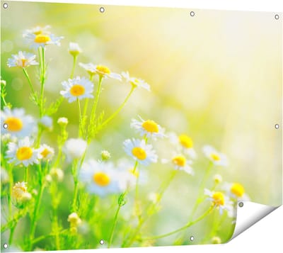 Gards Tuinposter Witte Kamille Bloemen met Zonneschijn - 120x90 cm - Tuindoek - Tuindecoratie - Wanddecoratie buiten - Tuinschilderij