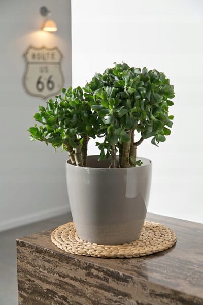 Lamela Magnolia Pot 155 Zilver Metallic Kunststof 15,5cm