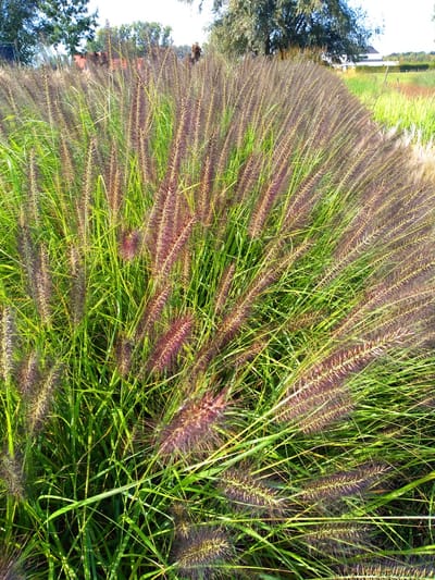 24x Pennisetum 'BLACK BEAUTY' zwart Lampenpoetsersgras in 9x9cm pot
