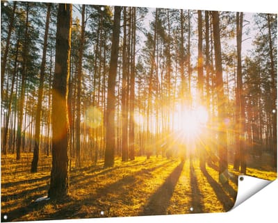Gards Tuinposter Zonsopkomst in het Bos tussen de Bomen - 150x100 cm - Tuindoek - Tuindecoratie - Wanddecoratie buiten - Tuinschilderij