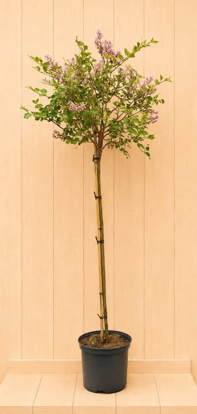 Syringa 150 cm stamhoogte 100 cm Warentuin Natuurlijk