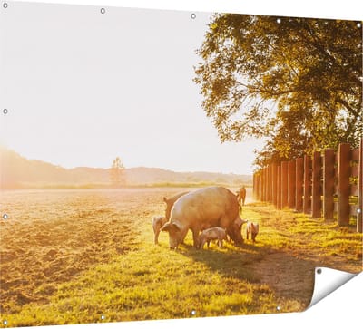 Gards Tuinposter Varken Familie - Varkens - 160x120 cm - Tuindoek - Tuindecoratie - Wanddecoratie buiten - Tuinschilderij