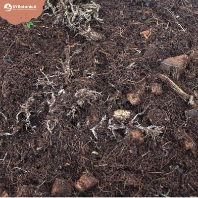SYBASoil Terrarium mix 5L - Turfvrije Potgrond Mix - ABG Mix