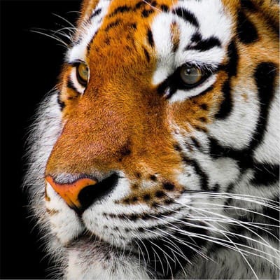 Diamond Schilderen Cross Stitch Diamond Borduren Tijger Dieren Foto Diamond Mozaïek Home Decor 30x30CM brown