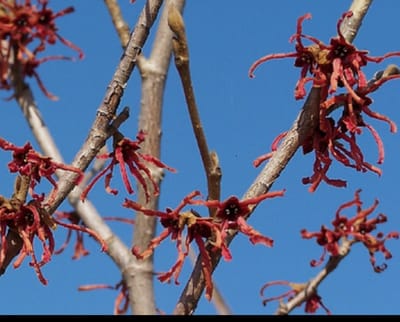 Hamamelis int. 'Ruby Glow' ( 'adonis/r. superba') - Toverhazelaar 60- 80 cm in pot