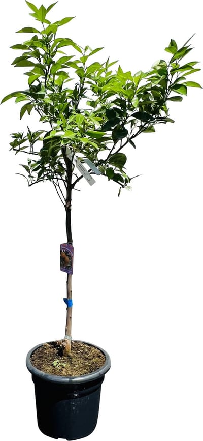 Tropictrees - Sinaasappelboom - Citrus Sinensis - Sinaasappel - Eetbaar - Citrusboom - Hoogte ca. 150cm - Fruitplant